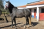 A quadra de cavalos de Francisco Cortes para a temporada 2014